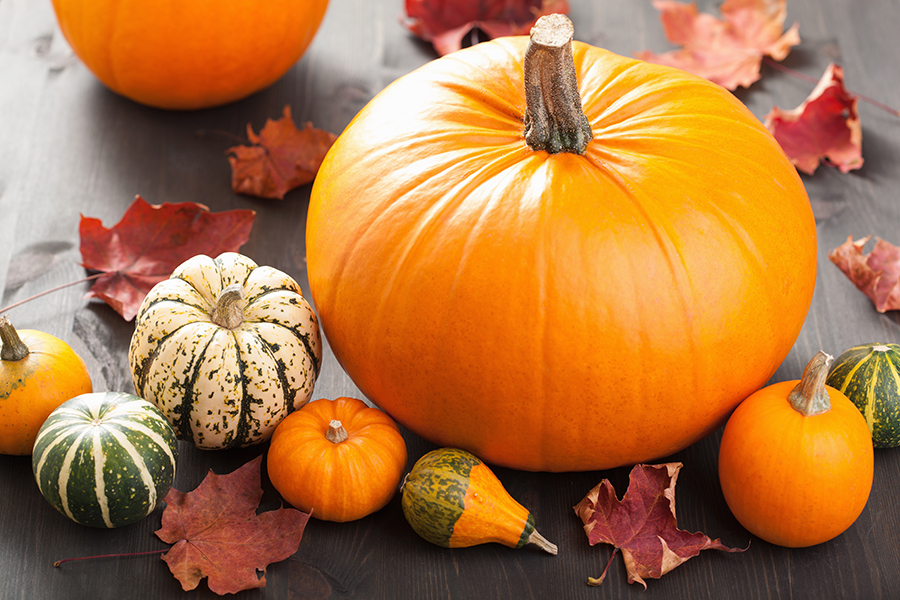 Endlich Kürbis - ein Hoch auf den Herbst! - Tanja Lorenz